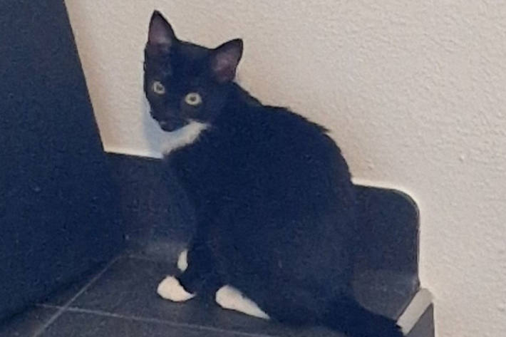 Die Polizei sucht nach Hinweisen auf die Herkunft der Katzen.