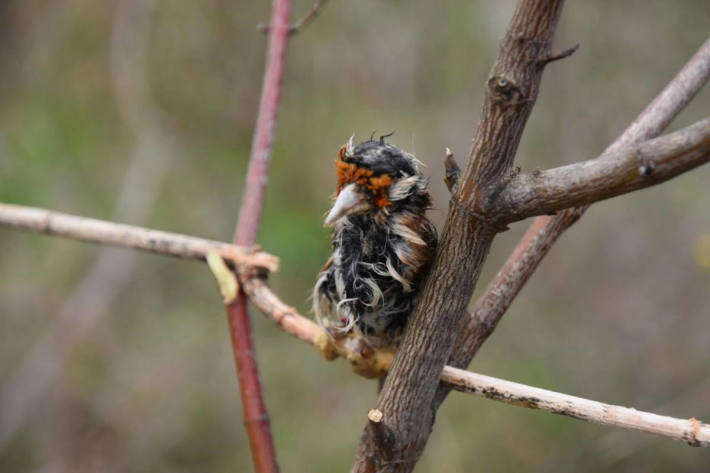 Mann soll Wildvögel eingefangen haben 