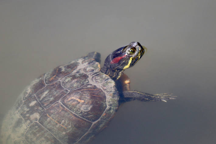 Schildkröten im Genfersee könnten durch invasive Wasserpflanzen wie das Schmalrohr beeinträchtigt werden.