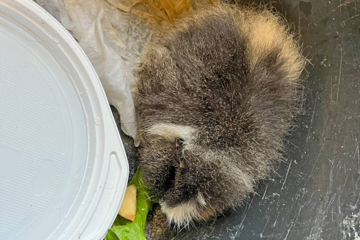 Beim Meerschwein handelt es sich gemäss Angabe des Tierschutzvereins um ein eher jüngeres Weibchen