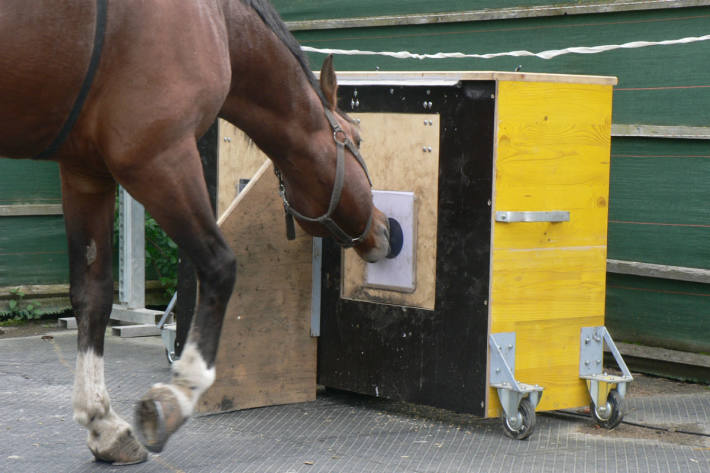 Das Pferd wählt den schwarzen Kreis und öffnet so die Futterklappe.