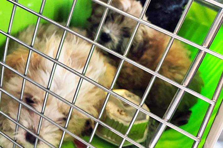 Fünf Hundewelpen aus Transporter in Marl befreit