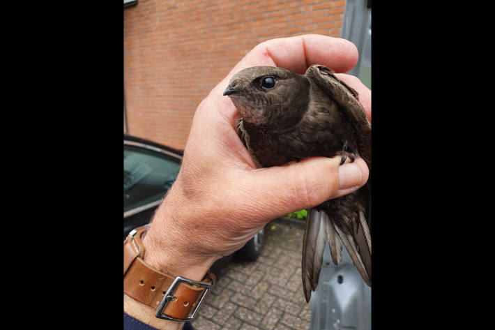 Rettung eines Mauerseglers in Dülmen