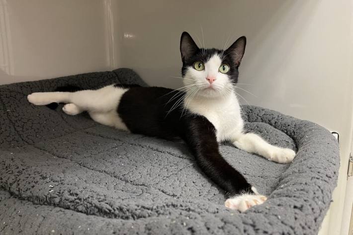 Die Katzen wurden in ein Tierheim gebracht 