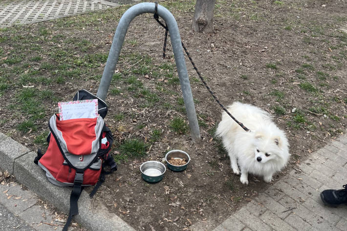 Der ausgesetzte Hund