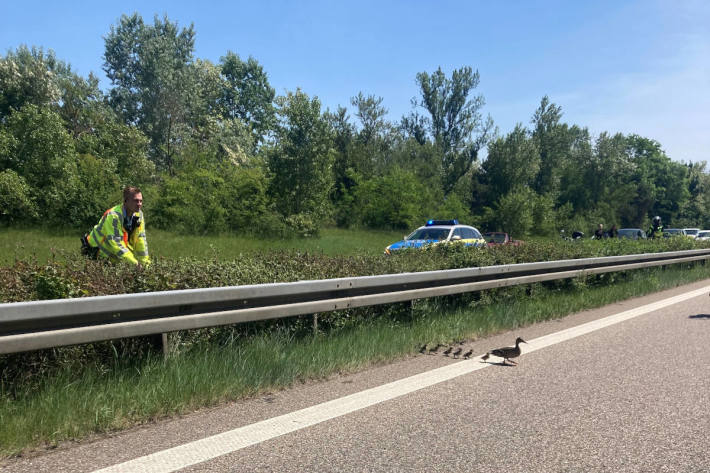 Autobahn wegen Familienausflug einer Entenfamilie mehrfach kurzzeitig gesperrt