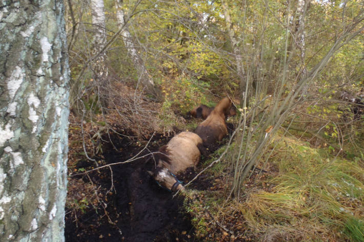 Die Tiere steckten bis zum Rumpf im Moor.