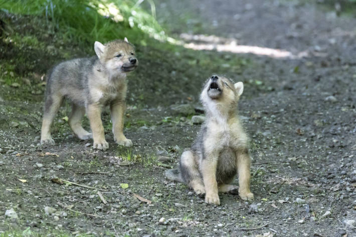 Zwei mongolische Jungwölfe im Zoo Zürich