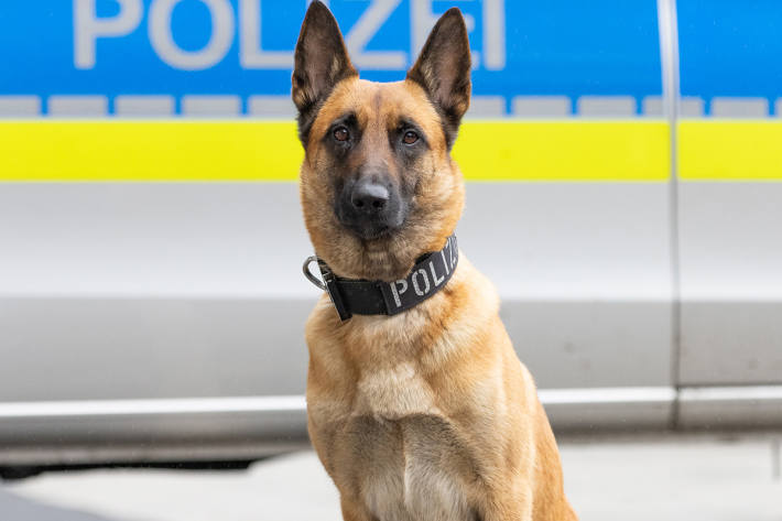 Vor Diensthündin Cassy haben Schläger großen Respekt.