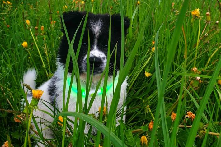 Bewahren Sie sich und Ihren Hund vor ungewollten Strafen