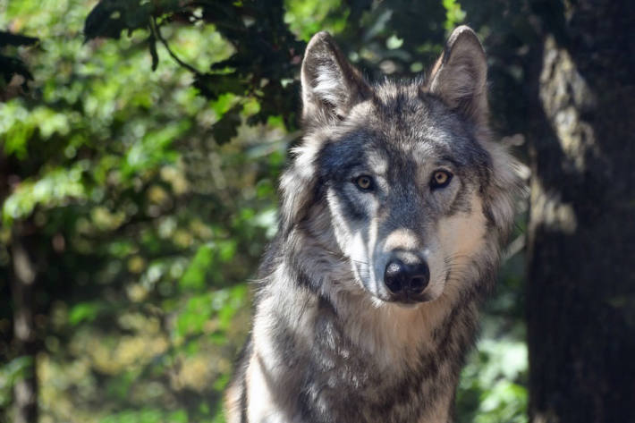 Wolf im Prättigau zum Abschuss freigegeben. (Symbolbild)