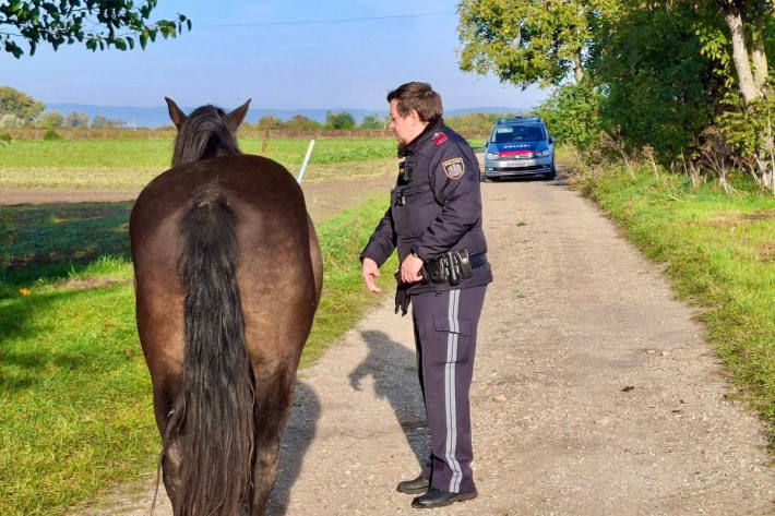 Die Polizisten entdeckten ein frei herumlaufendes Pferd.