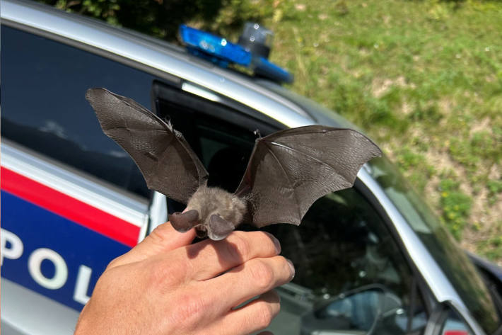 Ein Polizist fing das Tier behutsam ein.