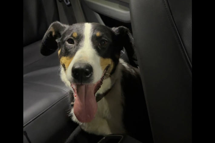 An der Hauptstr. in Ransweiler wurde der Hund gefunden.