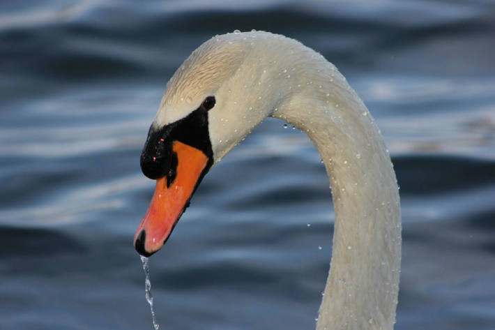 Ein Mann meldete der Polizei Bremen einen zerschnittenen toten Schwan auf dem Gelände der Gräberanlage (Symbolbild)