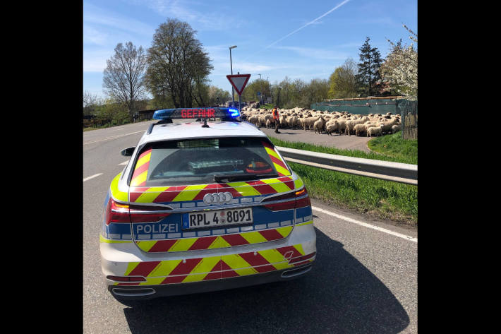 Ungewöhnlicher Einsatz für die Polizei Bad Kreuznach - Verkehrsregelung für Schafe