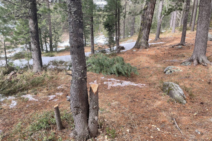 Die unbekannte Täterschaft fällte einen Baum.