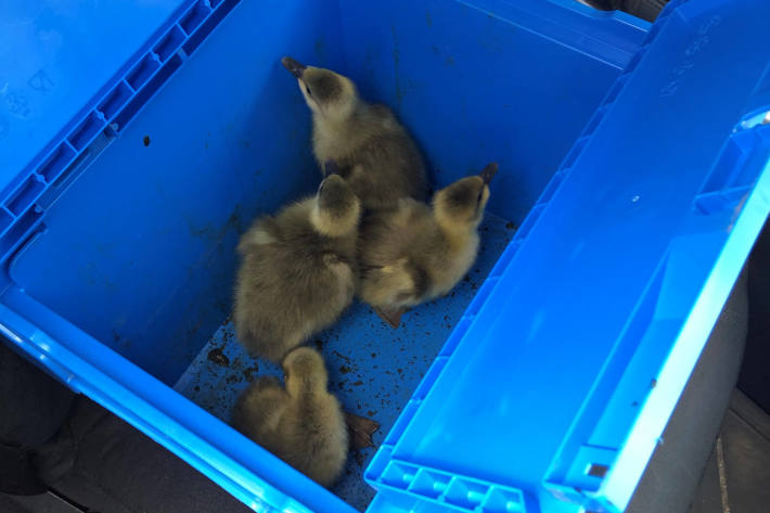 Gänse im Autobahnkreuz – Polizei rettet Küken - aber Eltern vermisst