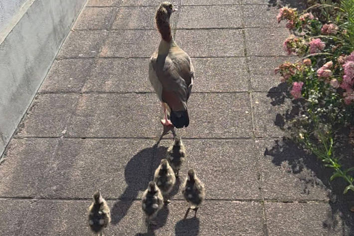 Die Polizei sperrte die Landauerstraße für die Überquerung der Tiere.