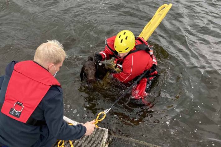 Der völlig entkräftete Hund konnte in Hattingen seinen glücklichen Besitzern übergeben werden