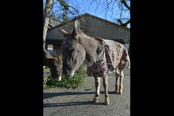 "Aschi" lebte 30 Jahre im Kinderzoo des Tierparks Bern.