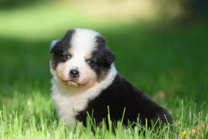 Australian Shepherd-Welpen - Symbolbild