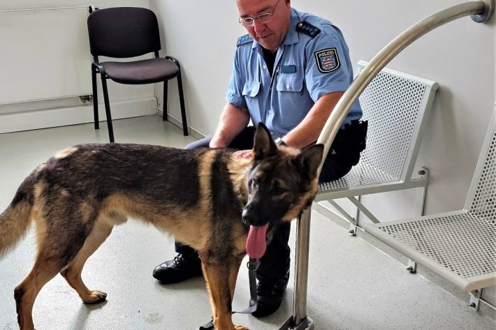 Der Schäferhund wurde später von seinem Herrchen abgeholt