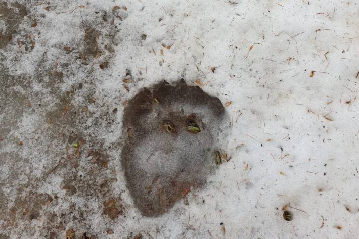 Im Val Müstair GR wurde gestern ein Bär gesichtet.