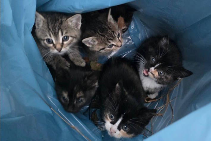 Die Katzenkinder wurde ins Tierheim gebracht.