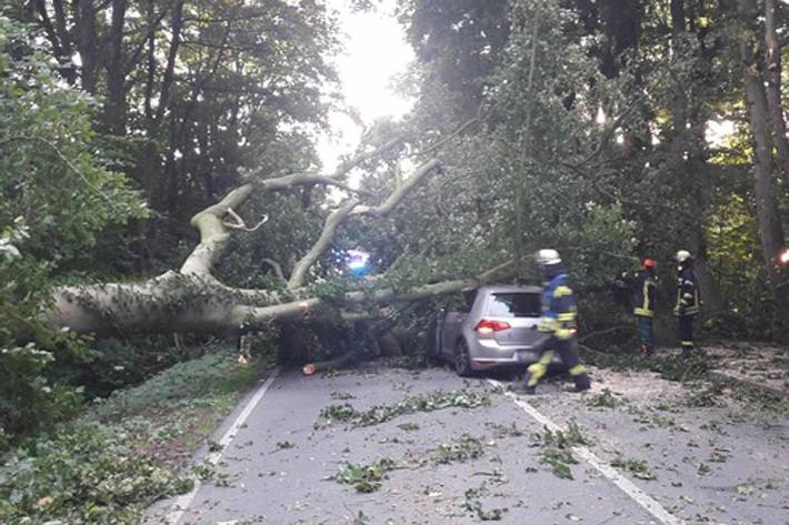 Baum stürzt auf fahrendes Auto