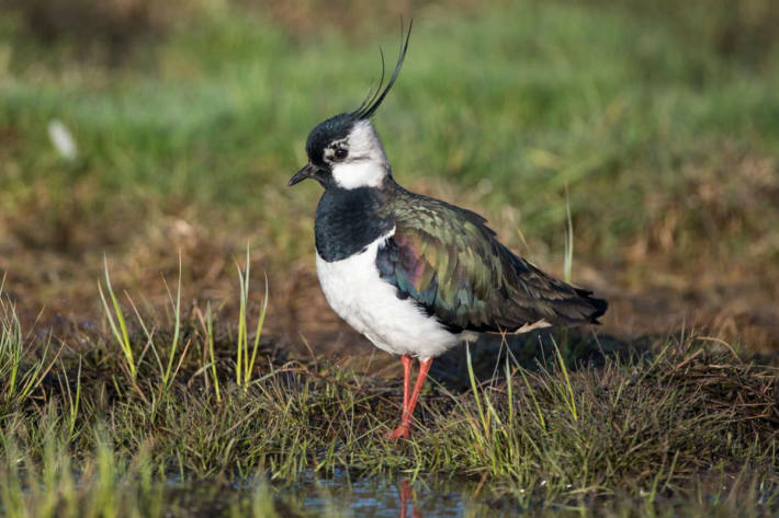 Der Kiebitz ist zum Vogel des Jahres gewählt worden.