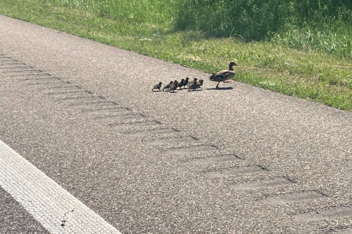 Autobahn wegen Familienausflug einer Entenfamilie mehrfach kurzzeitig gesperrt