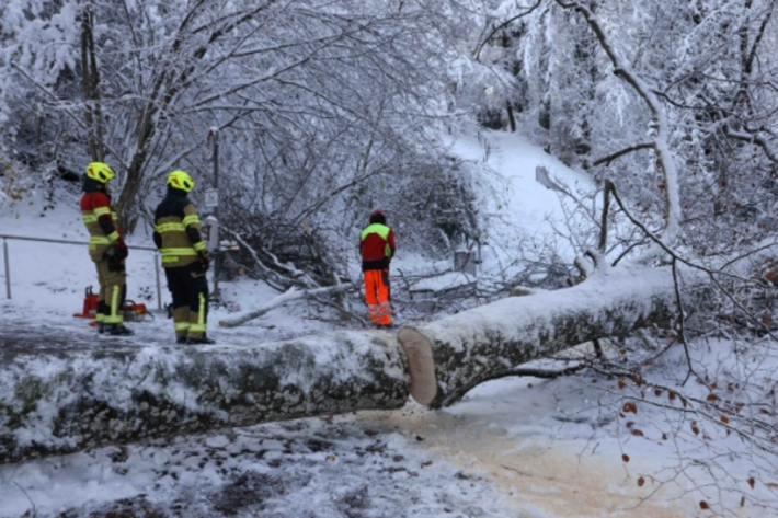 Umgestürzter Baum Bergliweg