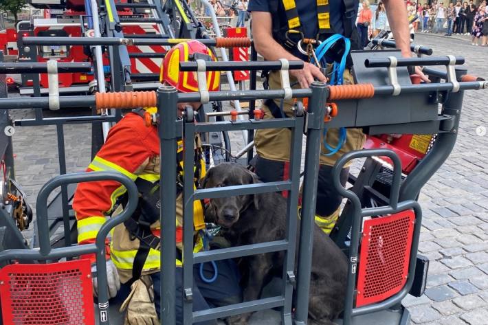 Am Schluss konnte der Hund wieder seiner Besitzerin übergeben werden.