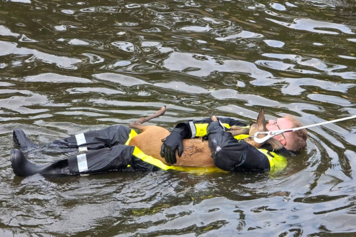 Ein Feuerwehrmann bringt das Reh behutsam in Sicherheit.