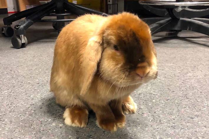 Der Osterhase ist offensichtlich alleine unterwegs und geht einer beruflichen Tätigkeit an der frischen Luft nach