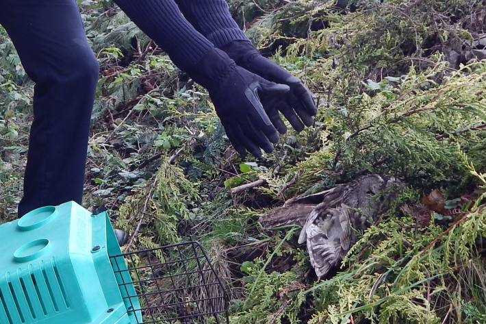 Die verletzte Eule aus Boppard wurde gerettet