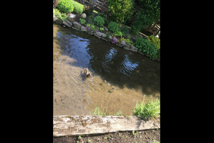 Die Enten wurden zu einem Bach gebracht.