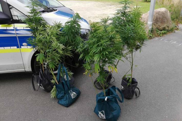 Bahntechniker waren in Bielefeld bei ihrer Arbeit auf die Cannabispflanzen gestoßen