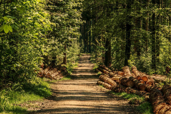 Zahlreiche Bussen wurden im Wald verteilt. (Symbolbild)