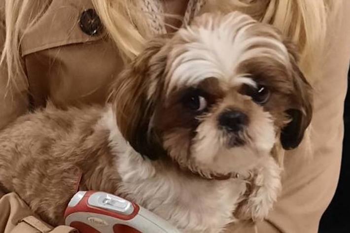 Bei dem kleinen Vierbeiner soll es sich um einen Shih Tzu handeln