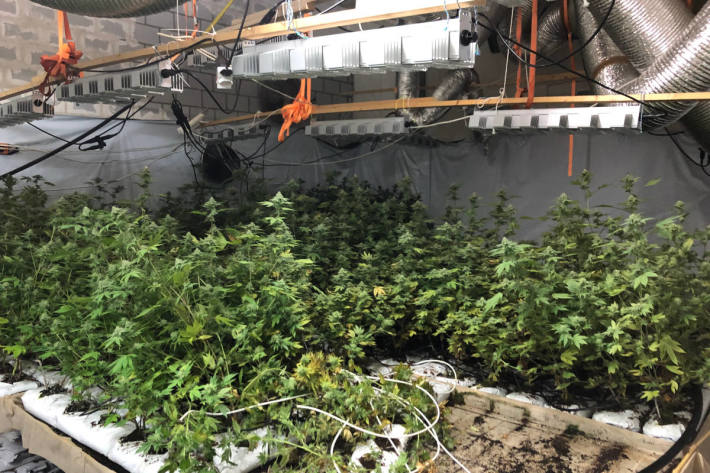 ausgehobene Indoor-Hanfanlage in Winterthur