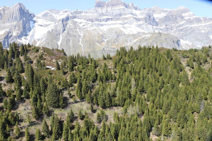 Der Pilot prallte in eine Baumgruppe 