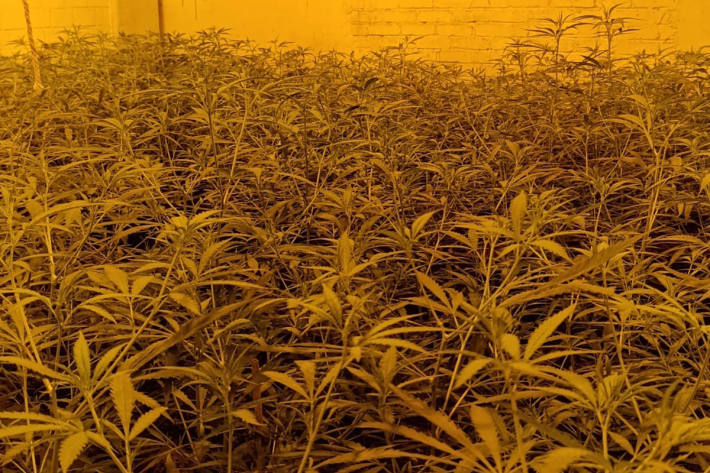 Eine Plantage mit über 2000 Cannabis Pflanzen wurde gefunden.