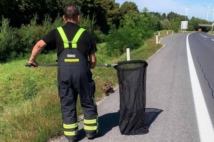Der verletzte Uhu befand sich am Fahrbahnrand der stark befahrenen A4.