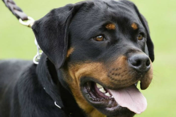Symbolbild – Rottweiler