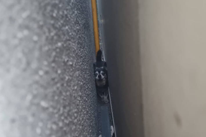 In einer Fuge zwischen zwei Garagen eingeklemmt