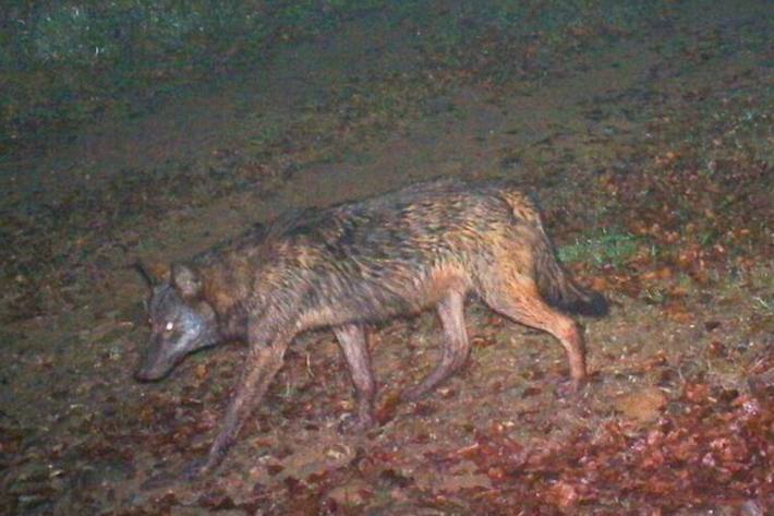 Im Churer Rheintal soll ein Wolfshybride abgeschossen worden sein. (Symbolbild)