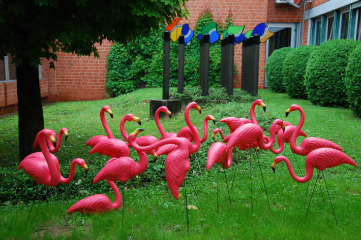 23 Plastikflamingos tauchten auf.