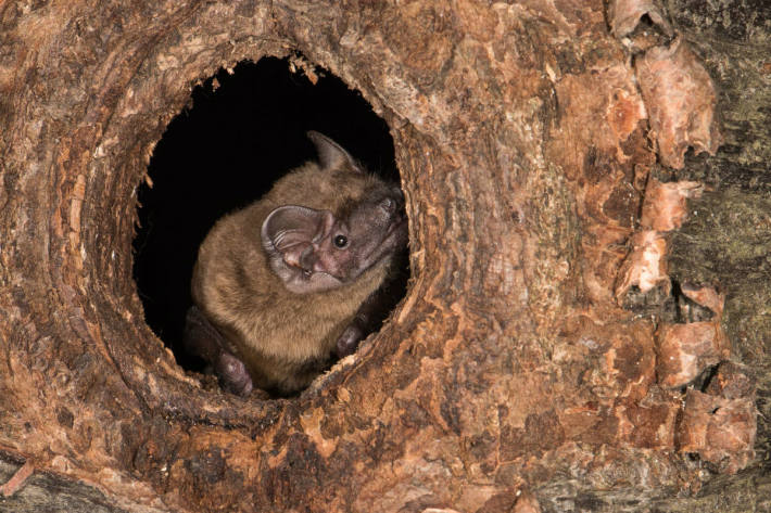 Grosser Abendsegler in Baumhöhle.